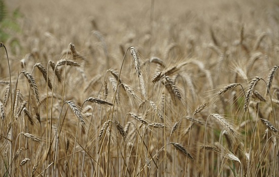 Agricultural commodities including grains, wheat, and peanuts being inspected at port facilities